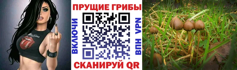 Галлюциногенные грибы GOLDEN TEACHER Глазов